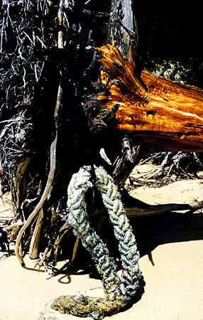 Fallen tree on beach of Lucayan National Park. The Bahamas.