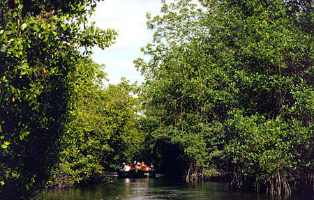 Forests and river of Caroni Bird Sanctuary. Trinidad and Tobago.
