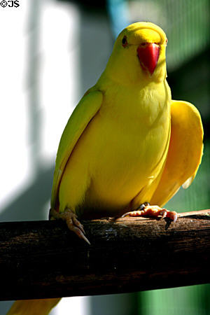 Indian Ringneck Parakeet (<i>Psittacula krameri</i>) at Parrot Jungle Island. Miami, FL.