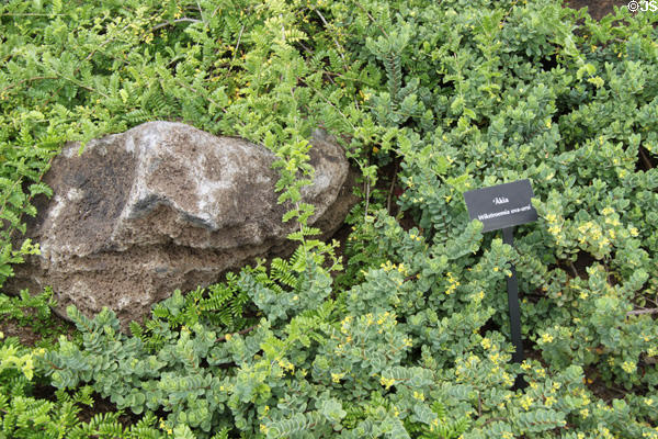 Akia or (<i>Wikstroemia uva-ursi</i>) in native garden at Bishop Museum. Honolulu, HI.