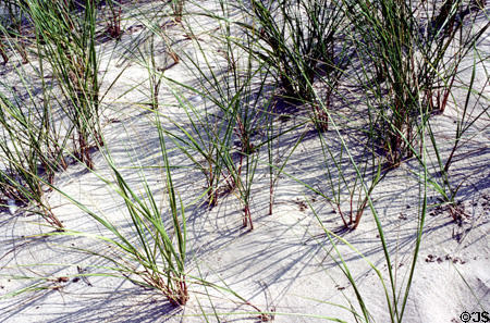 Grasses create patterns in sand at Indiana Dunes National Lakeshore. Indianapolis, IN.