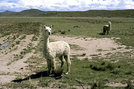 Llamas on high plains near Puno. Peru.
