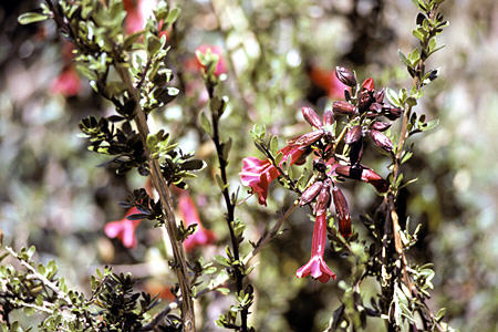 Kantuta-Kantis National Flower, 