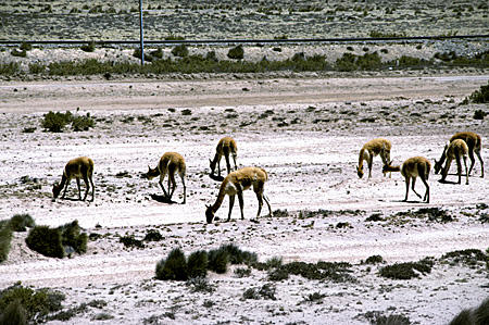 Endangered Vicuñas on Vicuña National Reserve along Chivay Road out of Arequipa. Peru.