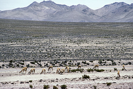 Flocks in Vicuña National Reserve on Chivay Road. Peru.