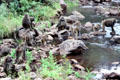 Baboons gather along a stream in Lake Manyara National Park. Tanzania