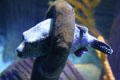Guineafowl Pufferfish in Sea-Life aquarium at Legoland California. Carlsbad, CA.