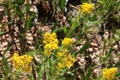 Goldenrod at Florissant Fossil Beds National Monument. CO