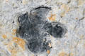 Detail of dinosaur tracks at Dino Ridge. CO.