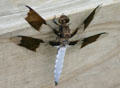 Dragonfly at George Washington Carver's Birthplace National Monument. Diamond, MO.