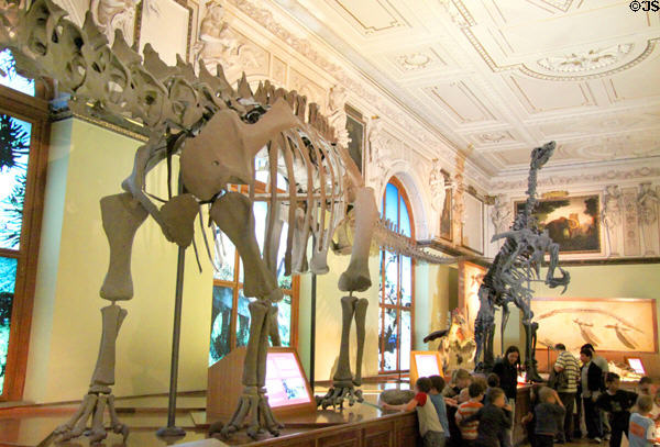 Dinosaur gallery at Museum of Natural History. Vienna, Austria.