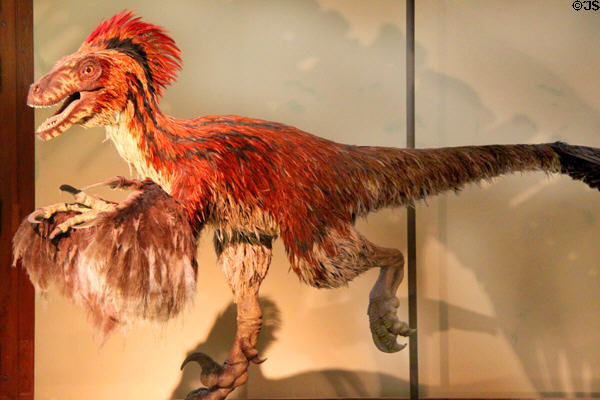 Feathered Dinosaur model at Museum of Natural History. Vienna, Austria.