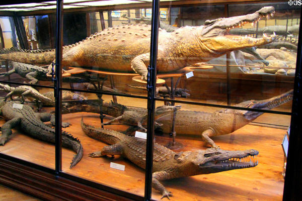 Crocodile collection at Museum of Natural History. Vienna, Austria.