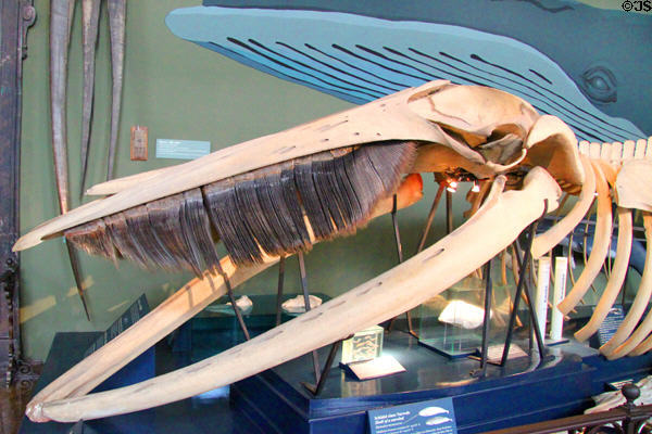 Baleen whale skeleton at Museum of Natural History. Vienna, Austria.