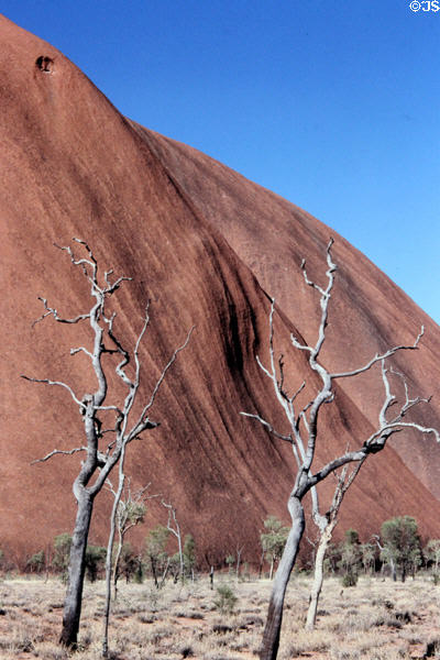 Dead trees in front of Uluru (aka Ayers Rock). Australia.