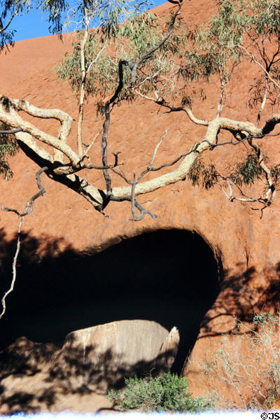 Tree branch hangs over a cave at base of Uluru (aka Ayers Rock). Australia.