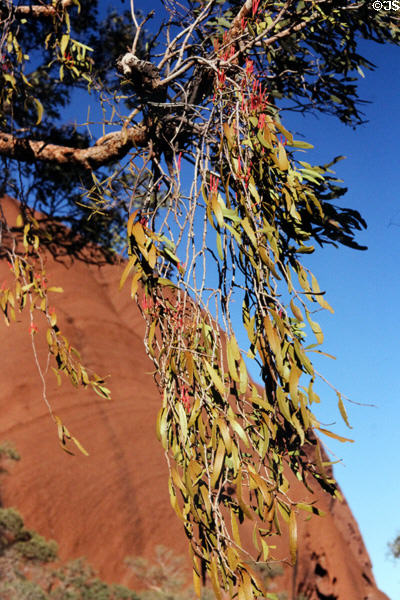 Leafy foliage hangs in front of Uluru (aka Ayers Rock). Australia.
