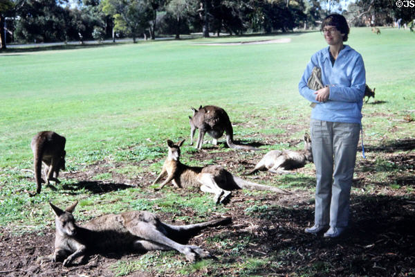 Kangaroos relaxing on golf course in Anglesea. Australia.