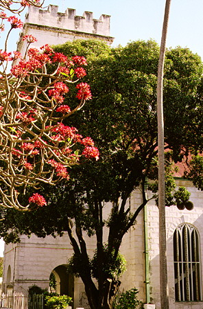Trees blossom in front of St Michael's Cathedral. Bridgetown, Barbados.