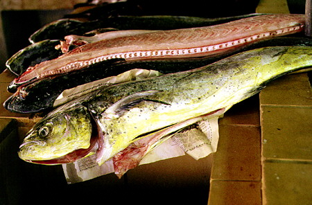 Selection of fish at fish market. Bridgetown, Barbados.