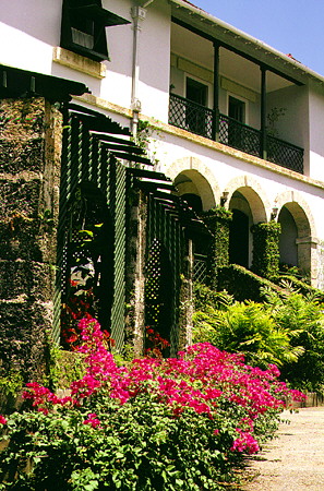 Tropical gardens & plants at Francia Plantation. Barbados.