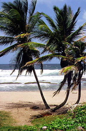 Palm trees on the coast north of Bathsheba. Barbados.