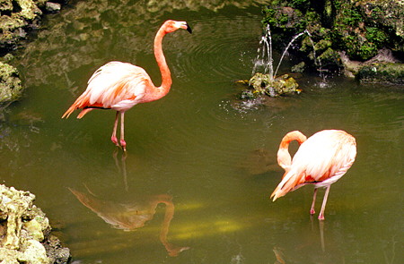 Flamingos reflected in a pond at the Wildlife Reserve. Barbados.