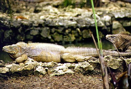 Cuban Iguanas raised at the Wildlife Reserve. Barbados.