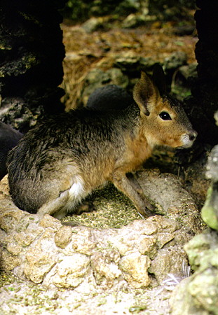Agouti, a rabbit-like animal which favors sugar cane fields, at the Wildlife Reserve. Barbados.