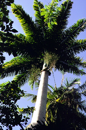 Large Palm tree in the Flower Forest. Barbados.