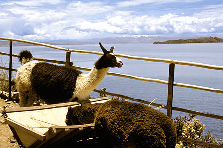 Llama on Sun Island. Bolivia.