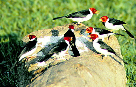 Red-capped cardinals <i>Parozria gularis</i>, Pantanal. Brazil.
