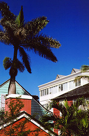 Palm over Balcony House. Nassau, The Bahamas.