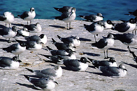 Gulls. Nassau, The Bahamas.