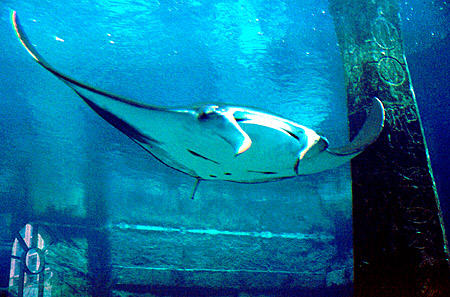 Stingray in Atlantis Aquarium on Paradise Island. The Bahamas.