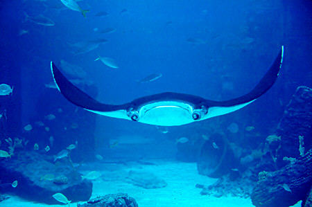 Stingray swims in Atlantis Aquarium on Paradise Island. The Bahamas.