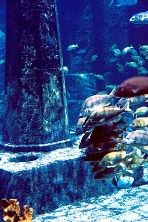 Fish cluster at underwater monument in Atlantis Aquarium on Paradise Island. The Bahamas.