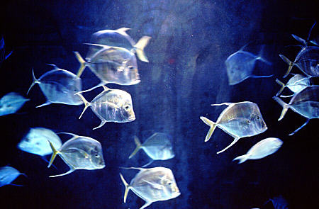 Fish reflect silver in Atlantis Aquarium on Paradise Island. The Bahamas.