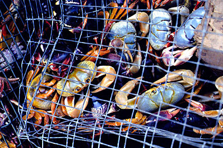 Crabs at fish market. The Bahamas.