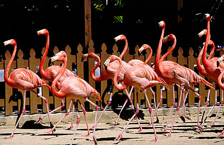 Marching flamingos in Ardastra Gardens & Zoo. The Bahamas.