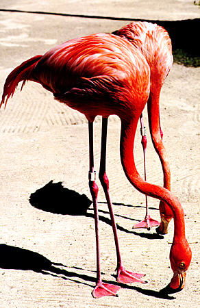 Flamingo with head down at Ardastra Gardens Zoo. The Bahamas.