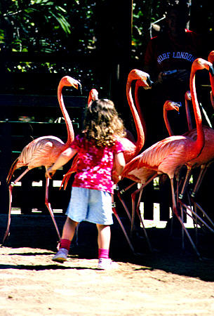 Flamingos & child at Ardastra Gardens Zoo. The Bahamas.