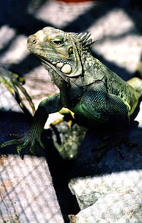 Iguana from central & south America at Ardastra Gardens Zoo. The Bahamas.