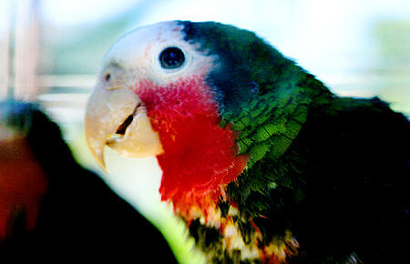 Endangered Bahama Parrot in Ardastra Gardens Zoo. The Bahamas.