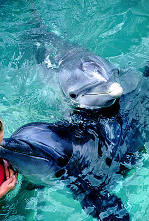 Dolphins at Dolphin Experience on Grand Bahama Island. The Bahamas.