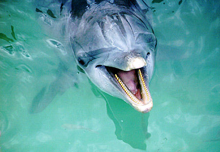 Dolphin shows its teeth at Dolphin Experience by Unexso east of Port Lucaya. The Bahamas.