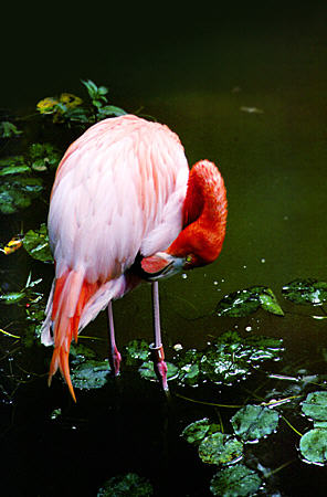 Flamingo at Rand Nature Centre, Port Lucaya. The Bahamas.