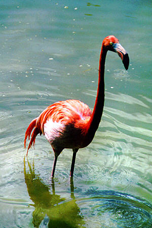 Flamingo wades in pond at Rand Nature Centre, Port Lucaya. The Bahamas.