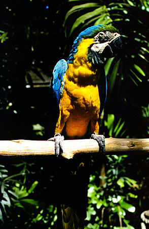 Blue & yellow Macaw in Garden of the Groves, Port Lucaya. The Bahamas.
