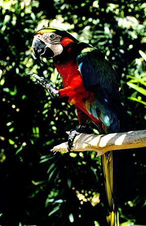 Red & Green Macaw in Garden of the Groves, Port Lucaya. The Bahamas.